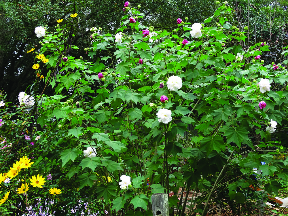CONFEDERATE ROSE...It's Southern Charm and Beauty